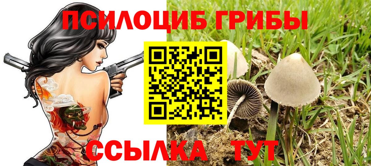 Псилоцибиновые грибы Cubensis Тимашёвск